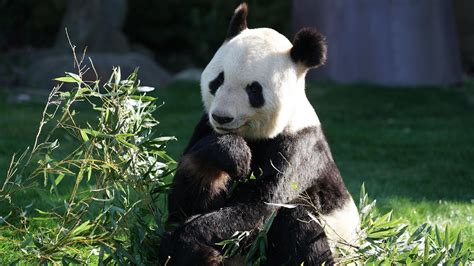 Панда медведь сидит на зеленом поле рядом с зелеными растительными ...