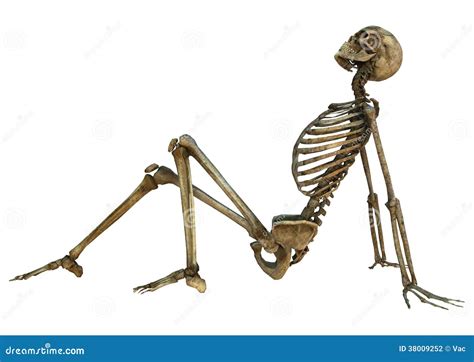 Esqueleto Humano Ilustra O Stock Ilustra O De Renda