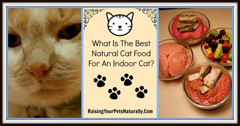 5 the best wet foods for kittens. Best Cat Food for Indoor Cats | Best Natural Cat Food ...