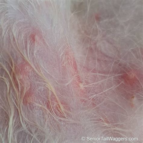 Pustules On Dogs Skin Wpictures Top Causes And What To Do