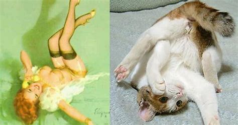 Cats That Look Like Pin Up Girls Imgur