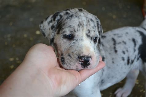 And when you discover the great dane pups on euro puppy, from europe's best breeders, you are going to fall in love right away. View Ad: Great Dane Puppy for Sale near Indiana, SPENCER ...