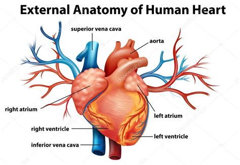 Illustration Of The Anatomy Of The Human Heart On A White Background