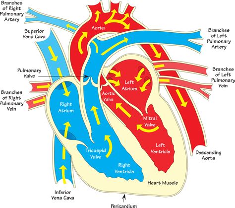 Clipart Heart Diagram Annotated Diagram