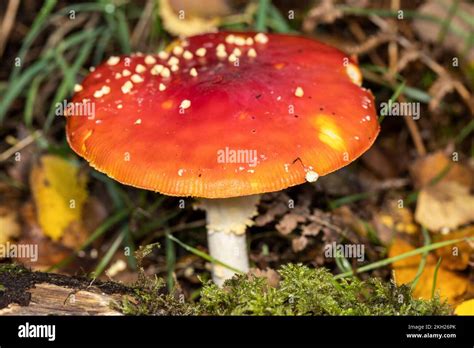 Fly Agaric Amanita Muscaria New Forest Hampshire Uk Poisonous