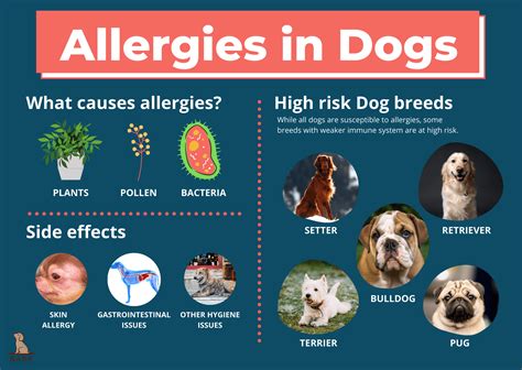 What Cause Allergies In Dogs Grace Branco Blog