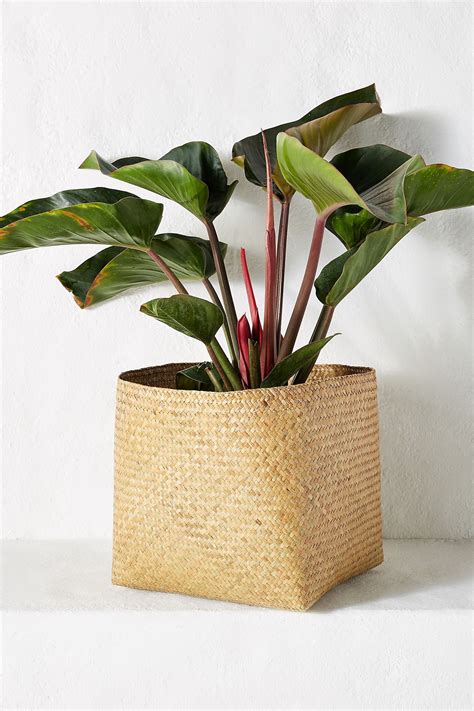 Woven Planter Basket | Anthropologie in 2020 | Basket planters, Basket