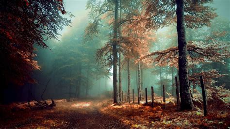 Beautiful Forest Wallpapers 39 Images