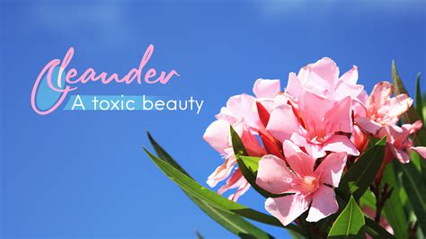 Oleander A Toxic Beauty Cgtn