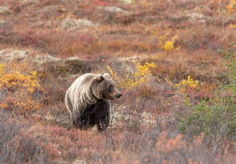 Grizzly Bear In Denali National Park In Autumn Stock Photo Image Of