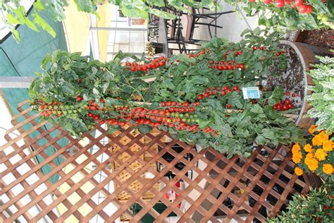 Tomato Tower Greenhouse Product News