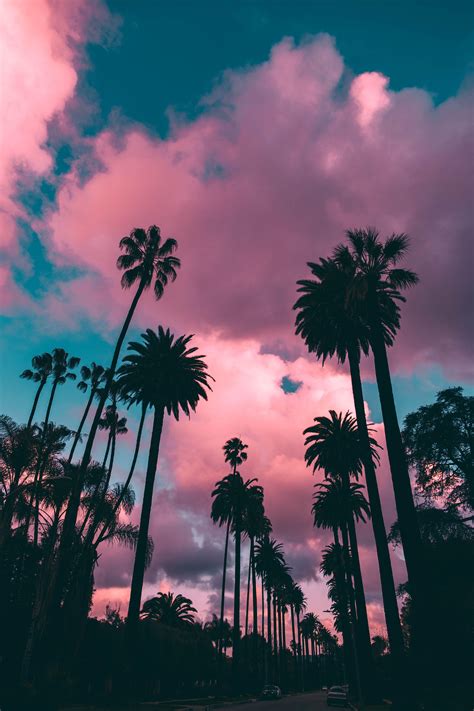 Los Angeles Palm Trees Wallpapers Top Free Los Angeles Palm Trees