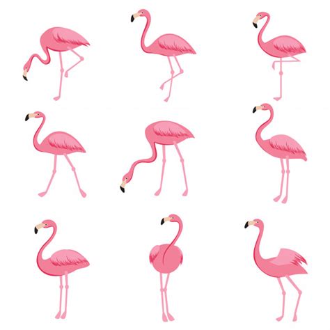 Cartoon Pink Flamingo Vector Set Cute Flamingos