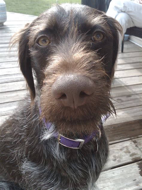 German Wirehaired Pointer Greatdogsite