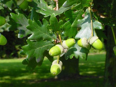 Quercus Robur Roble Común El Mundo Y Sus Plantas
