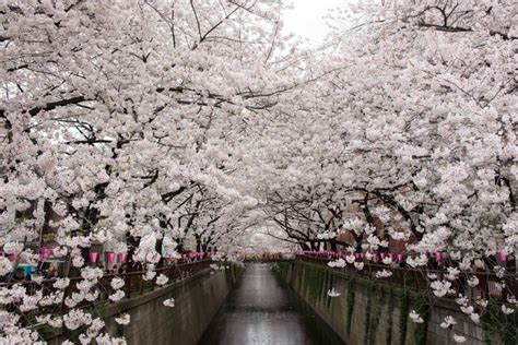 8 Best Cherry Blossom Festivals In Tokyo Kyuhoshi