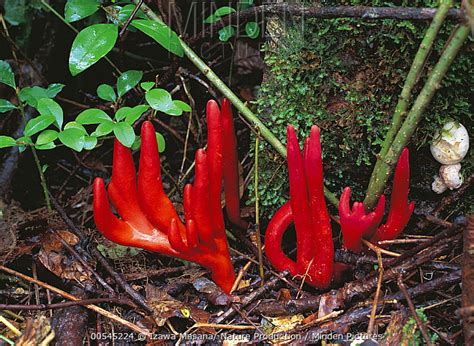 The Poison Fire Coral Fungus Is Native To Asia And Is Responsible For A