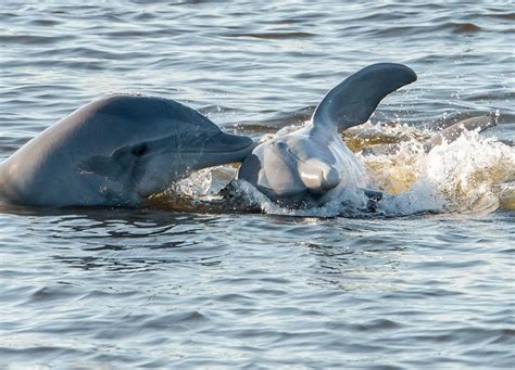 The Most Adorable Baby Dolphins Lazy Penguins Baby Dolphins