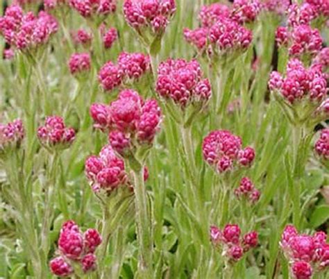 Antennaria Dioica Rubra Z Hradn Ctvo Kak