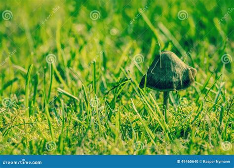 Mushroom In Fresh Green Grass Stock Photo Image Of Botany Bright