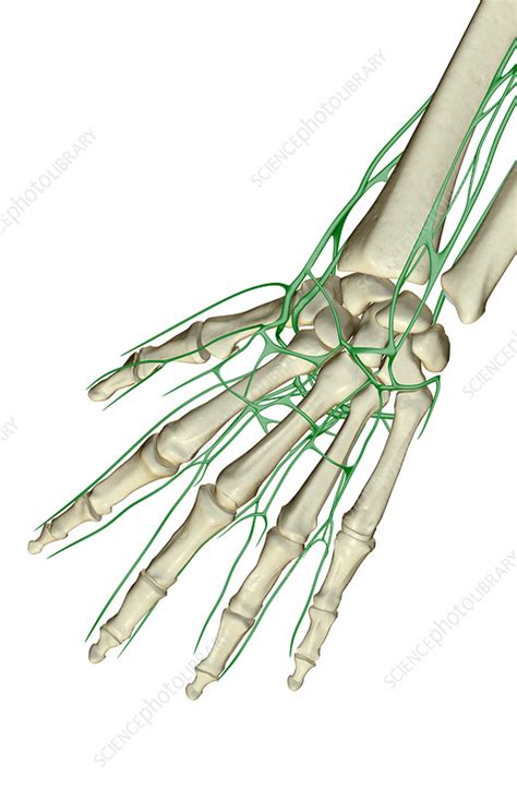 Lymph Nodes In Hand Diagram