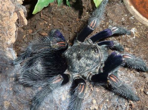 .700 euathlus pulcherrimaklaasi blue l4 400 haplopelma cf vonwirthi black tiger l3 1300 (яд) l4 500 cyclosternum fasciatum l2 250 ephebopus uatuman l3 700 euathlus pulcherrimaklaasi. Can't resist: Most beautiful terrestrial | Arachnoboards