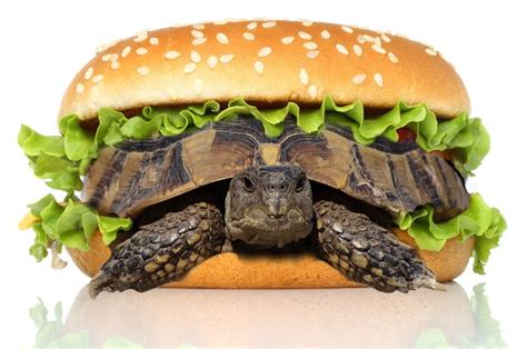 Man Tries To Smuggle Turtle Disguised As Hamburger Through Airport