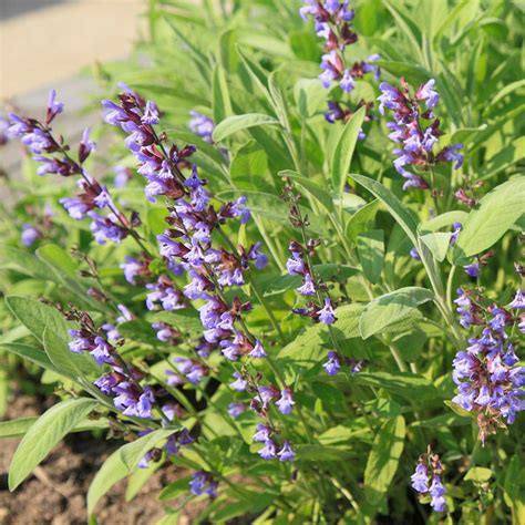 Sage Herb Seeds Broad Leaved Variety 4 Oz Seed Pouch Heirloom