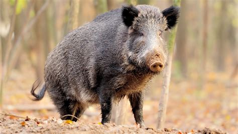 Feral Pigs Creating Problems For Farmers Other Wildlife