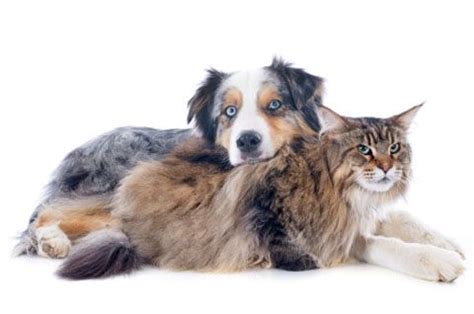 The earliest clinical signs in the 14 cats included polyuria. 1000+ images about Main coon and other large breed cats on ...