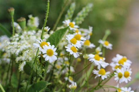 Rouge, il évoquera plutôt un appel passionné et tentateur pour qui osera aimer… quelle que soit sa couleur, cette fleur communique toujours, avec délicatesse, la noblesse des. Quatre Pommes: Fleurs des champs