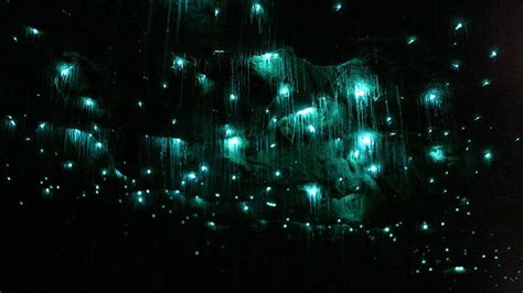 Glowworms Create Spectacular Starry Night Sky In A New Zealand Cave