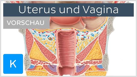 Vagina Scheide Anatomie Aufbau Form Und Entwicklung Kenhub The Best Porn Website