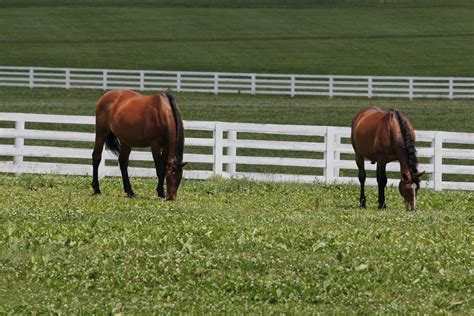 Sport Horses Boost Kentuckys Equine Economy