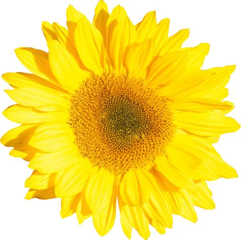 4 Sunflower Png Transparent