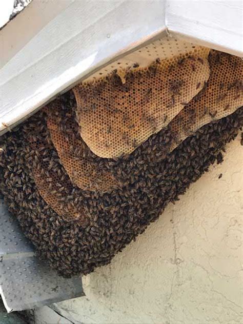 Beehive Removal Clearwater Fl Florida Bee Removal