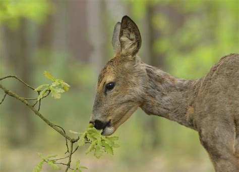 Do deer eat sunflowers? may be the popular question of many people who are going to plant sunflowers in the garden. Oh Deer: Keep Deer From Eating Your Plants | Mr. Tree, Inc.