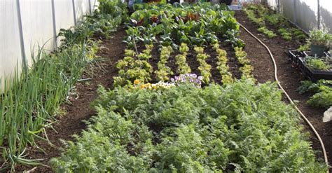 Top 10 FAQ – How to start your No Dig Garden – no dig home