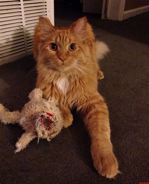 Blaise With His Latest Kill Catsblaise With