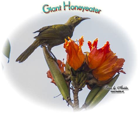 Bird Watching On Fiji Giant Honeyeater Or Duetting Giant Honeyeater