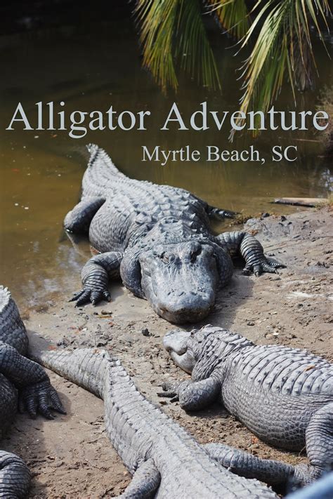 Just Picture It Myrtle Beach Vacation 2013 Alligator Adventure