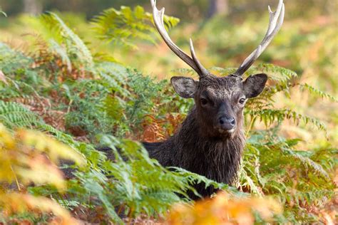 Sika Stag By Jakespain On Deviantart Animals Wild Stag Deer