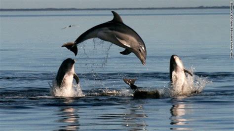 New Species Of Dolphin Discovered Off Australia Dolphins Bottlenose