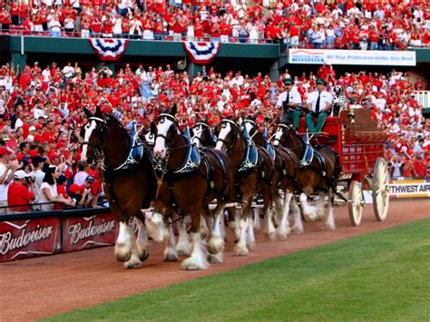 Baseball Opening Day A National Holiday Budweiser Clydesdales