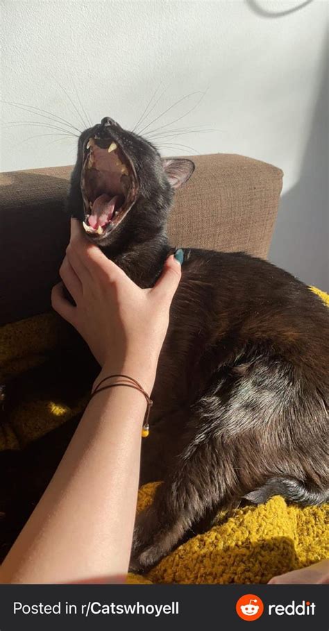 Kitty Screams In Agony As Sadist Fucking Chokes Them To Death Peoplefuckingdying