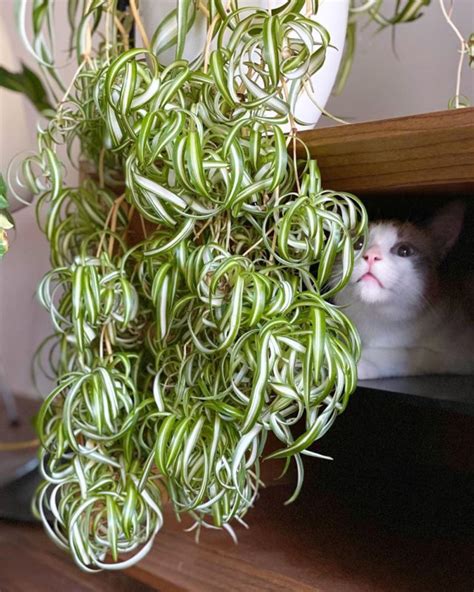 Your Spider Plants Poisonous To Cats Cat Meme Stock Pictures And Photos