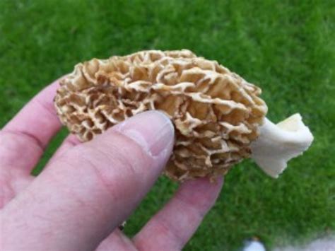 More Michigan Morel Mushroom News
