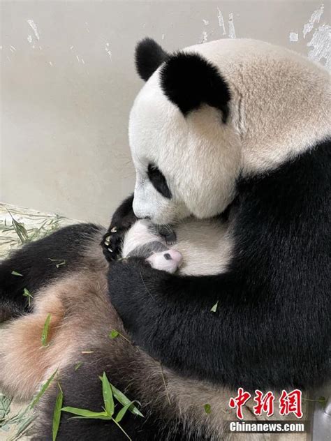 First Giant Panda Cub Born In Singapore Named Le Le 3 Peoples