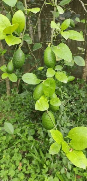 191 Bangladesh Lemon Tree Images Stock Photos 3d Objects And Vectors