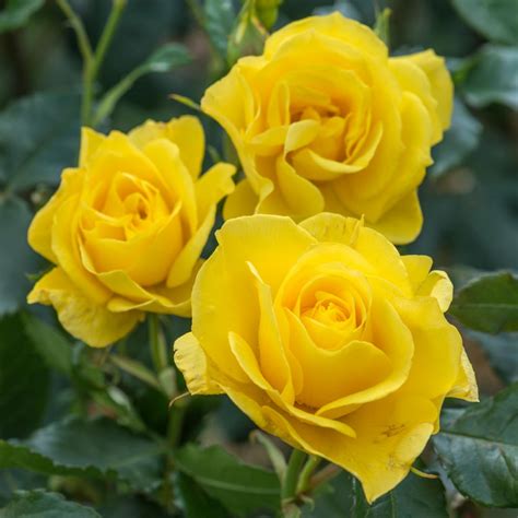 Australias 6 Most Popular Roses Au Hybrid Tea Roses